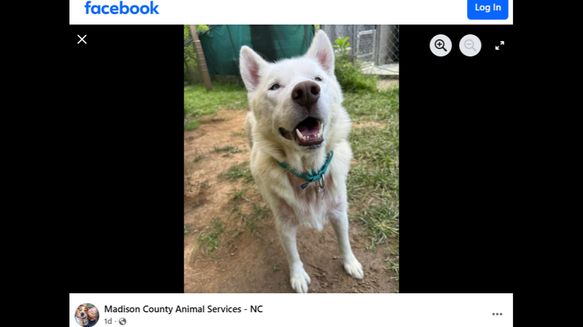 A dog who keeps returning to a North Carolina shelter is up for adoption again.