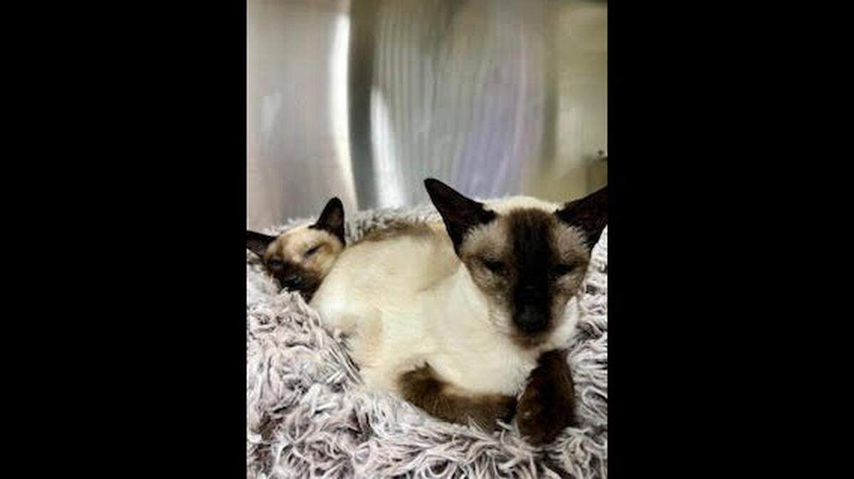 The cuddly North Carolina cats are in need of a new owner.