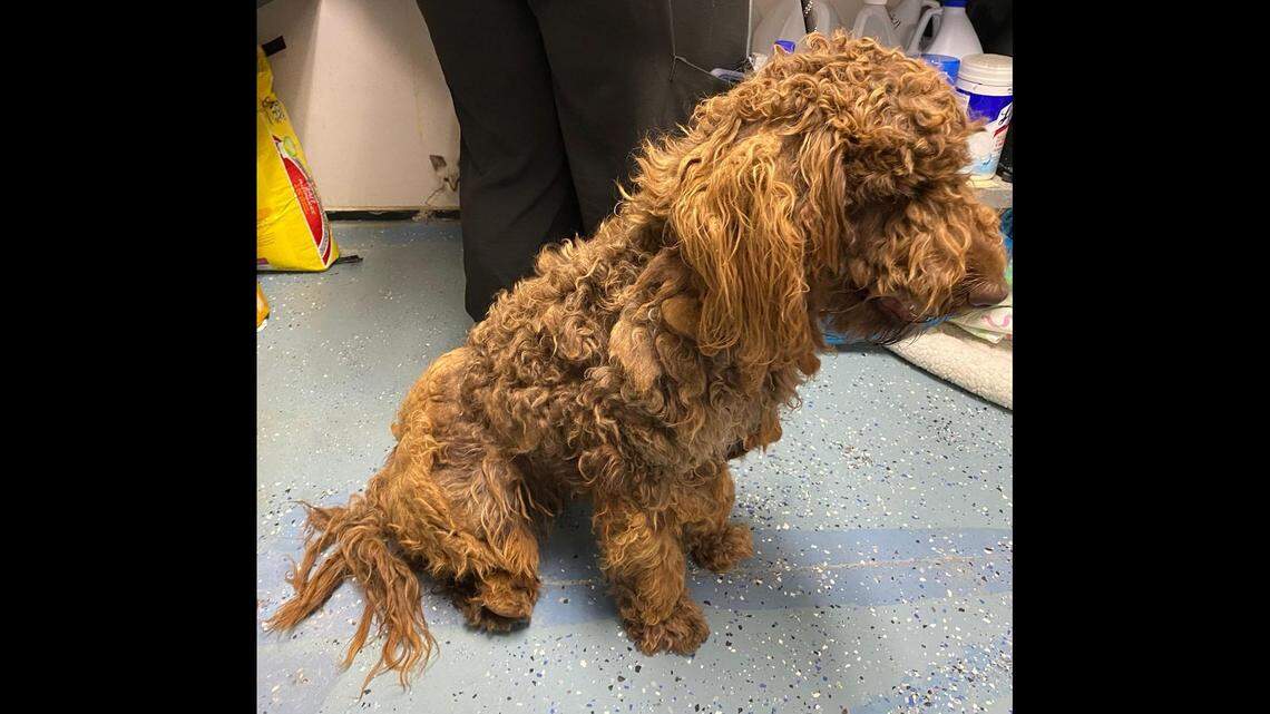 Cinnamon the dog made a dramatic transformation after she was left at a North Carolina shelter.
