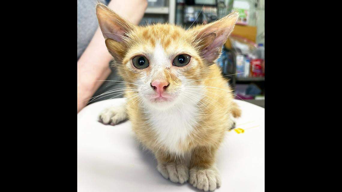 A Tennessee cat with a unique genetic mutation has an extra set of ears.
