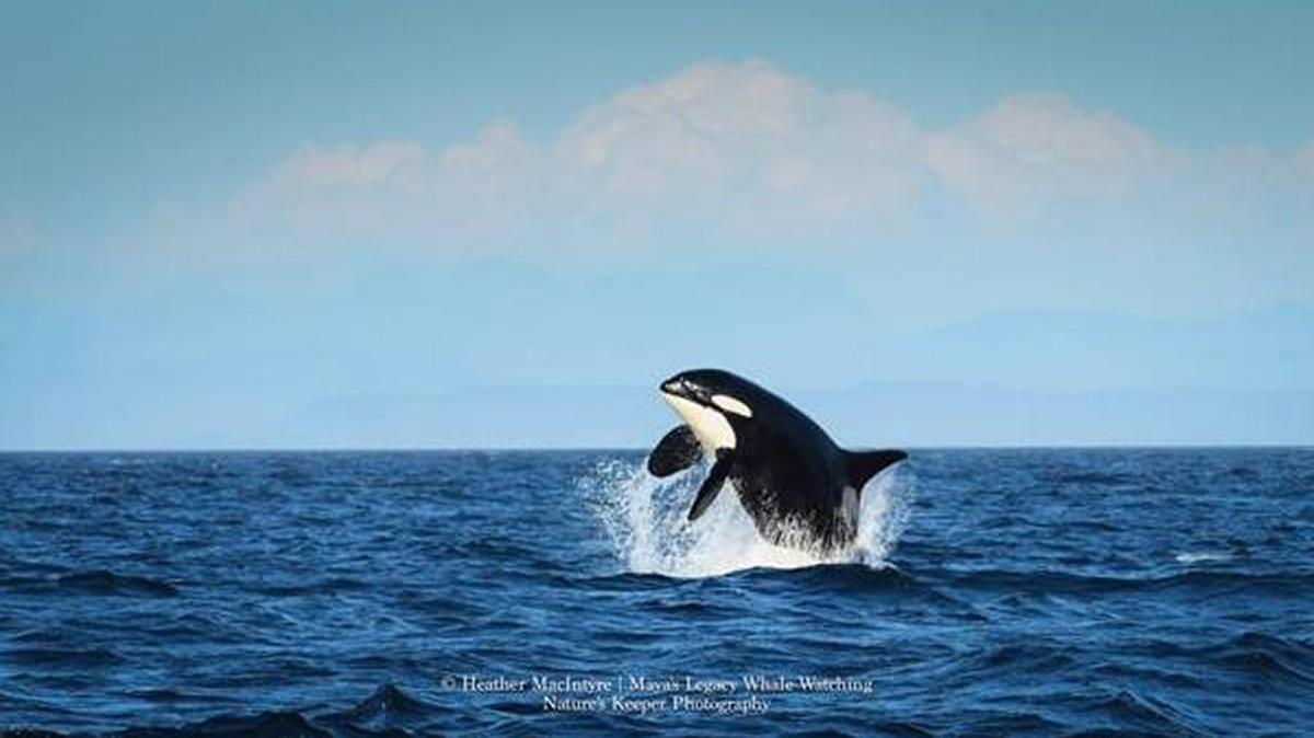 J2 Granny was seen swimming with high spirits in waters near Washington state, according to Orca Network.
