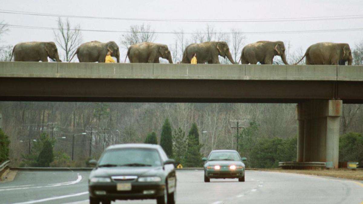 Elephants with The Ringling Bros. and Barnum & Bailey Circus walk over Billy Graham Parkway on Tyvola on what used to be their popular annual trek to the old Charlotte coliseum. In May 2016, after a long and costly legal battle, Ringling Bros removed elephants from the shows and sent the animals to live on a conservation farm in Central Florida.
