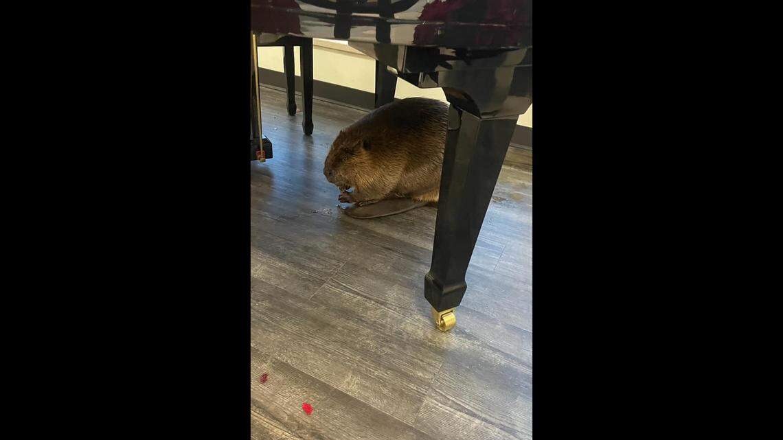 A beaver made its way into a hospital and was hiding under a piano when an officer found it on Christmas morning, Tennessee police said.
