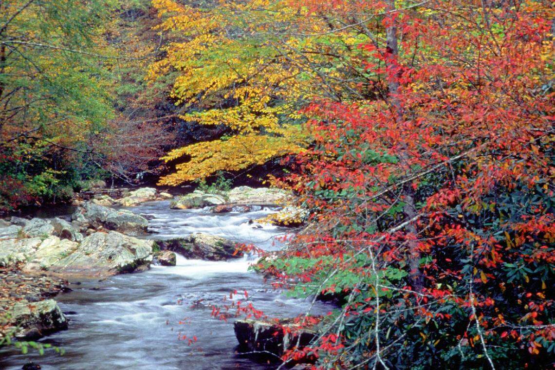 A swift-moving stream cascades over large rocks, surrounded by a vibrant autumn forest. The banks are lined with trees in brilliant shades of red, yellow, and orange, with some green foliage still visible.