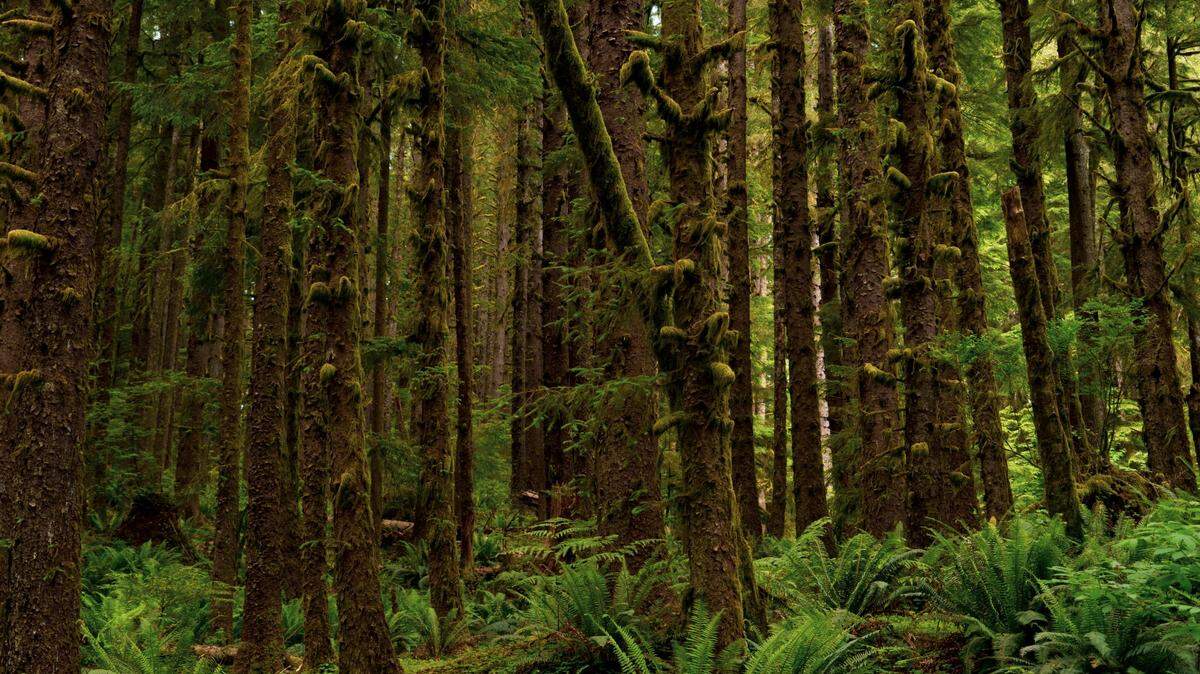 An ancient species of giant flying squirrel was found in a sinkhole lake fossil site in eastern Tennessee.