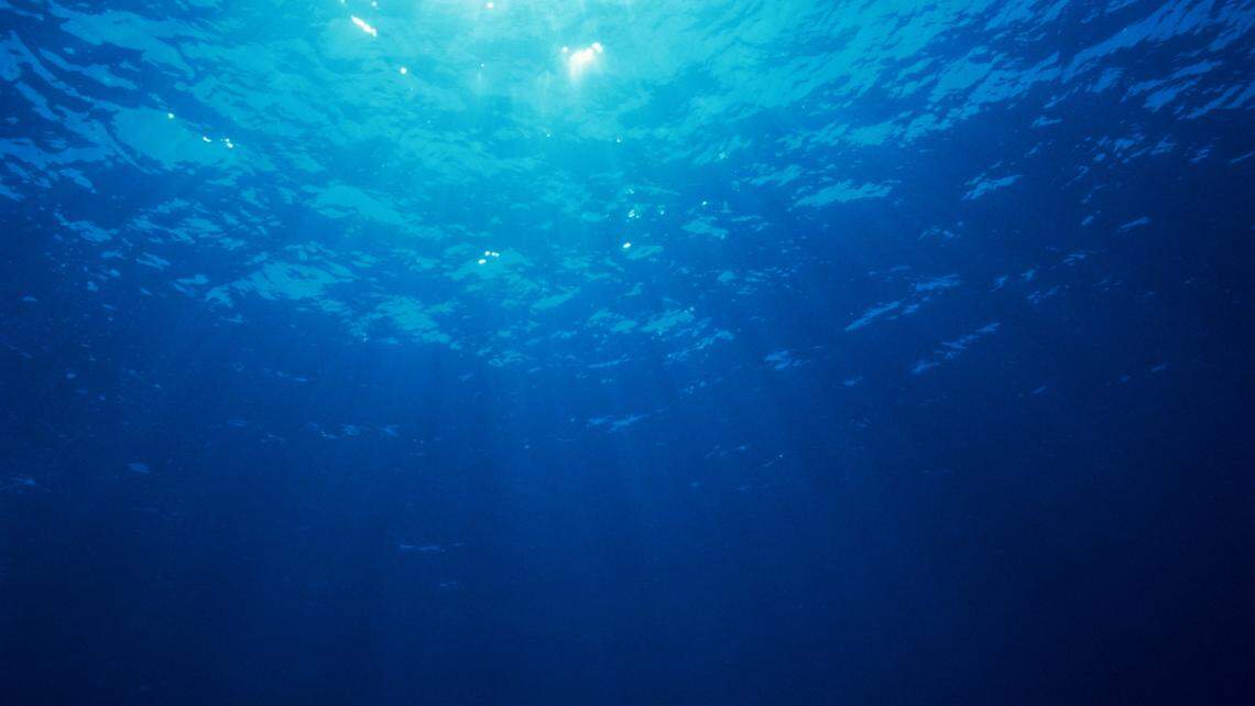 Scientists found an almost 3-foot-long sea creature with a “huge” head off Japan and discovered a new species, a study said.