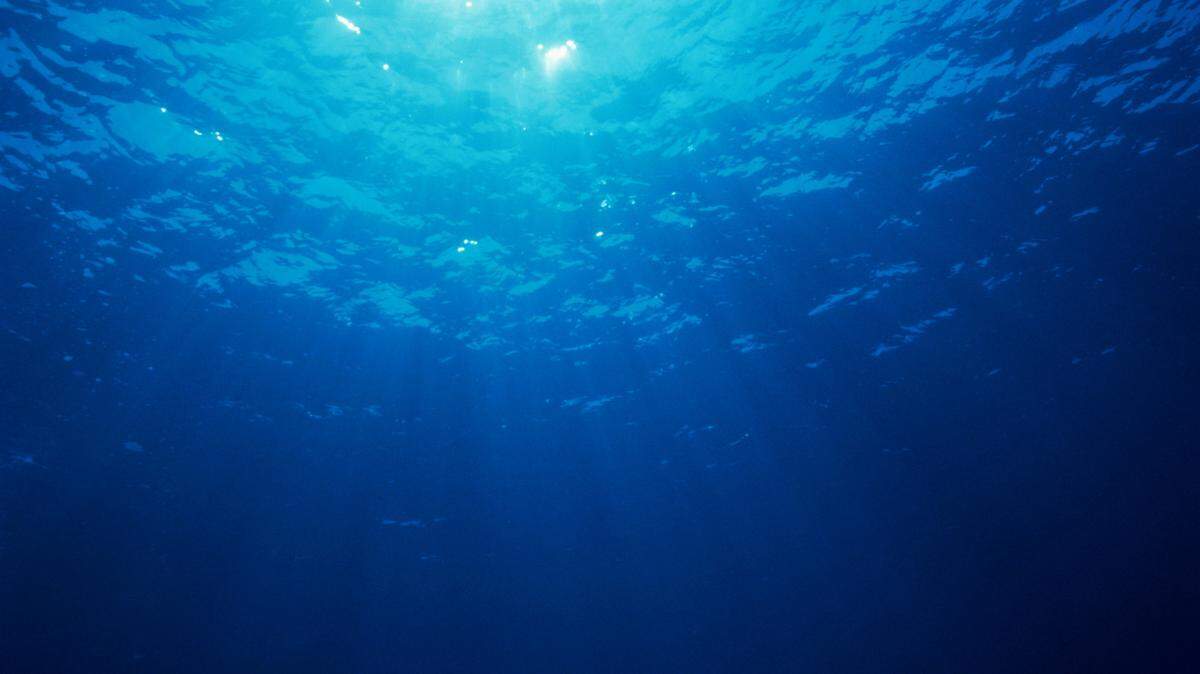 Scientists found an almost 3-foot-long sea creature with a “huge” head off Japan and discovered a new species, a study said.
