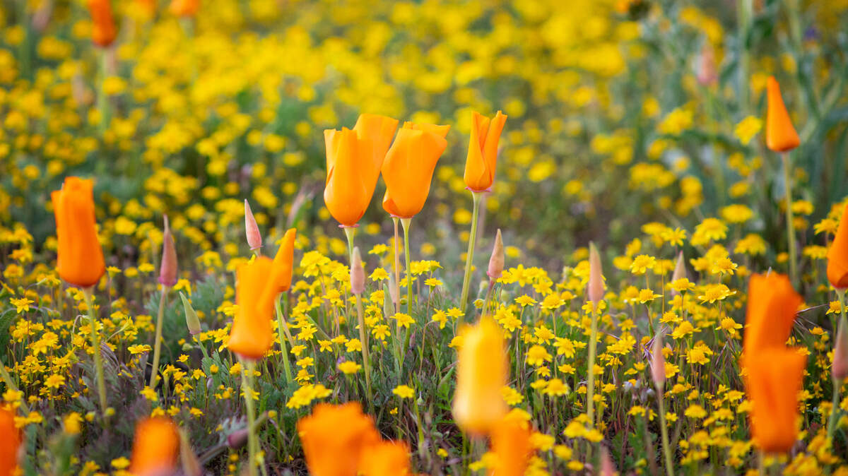 Long periods of drought followed by heavy rain can bring about super blooms in the spring.