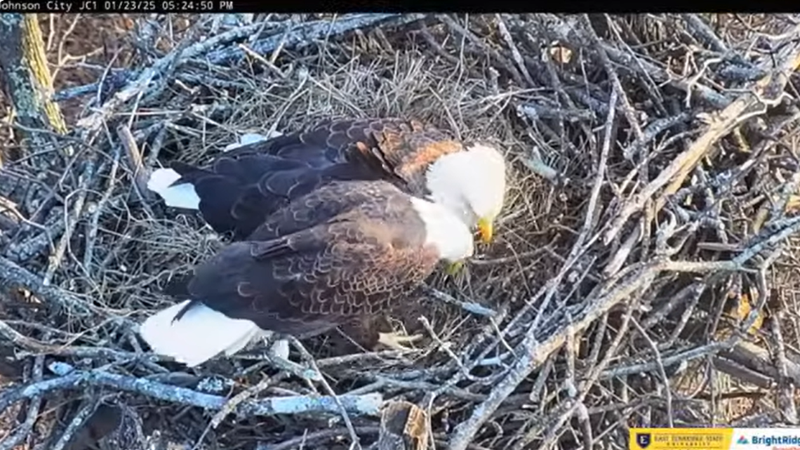 Bald eagle Jolene has laid her first egg of the season with her mate Boone in eastern Tennessee after they moved into a new nest less than a month earlier.