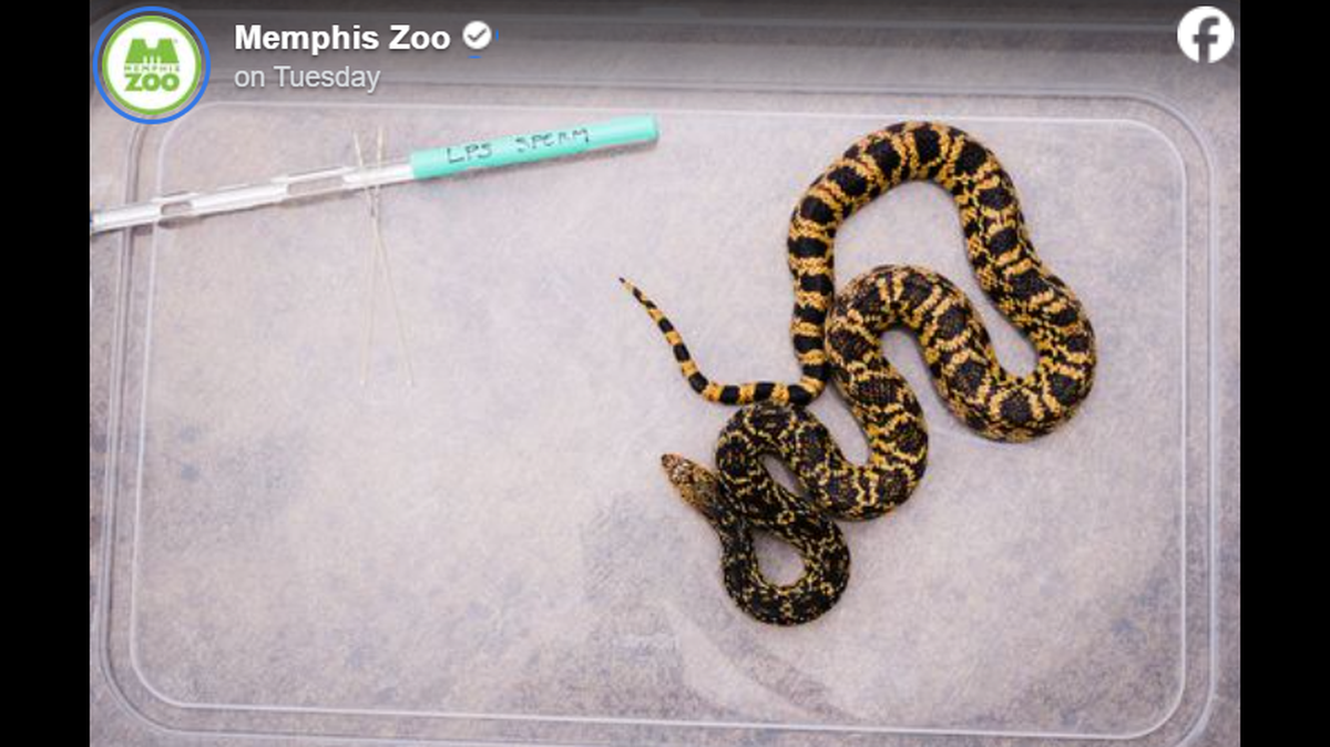 Cryopreserved semen and artificial insemination led to the hatching of three Louisiana pine snakes at the Memphis Zoo, according to scientists.