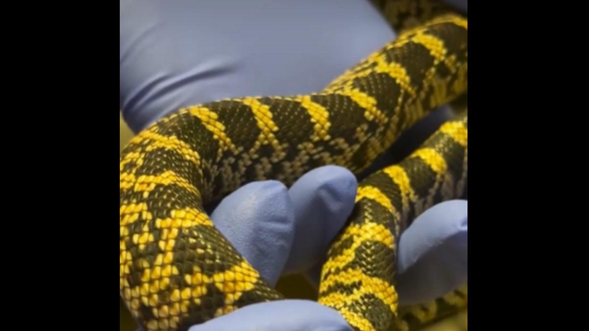The first Louisiana pine snake of the year has hatched at the Memphis Zoo, officials announced July 17.