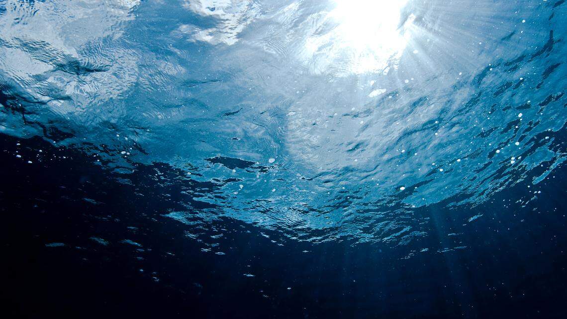 Trawlers off Taiwan caught a deep-sea predator with “very large” eyes and discovered a new species, a study said.