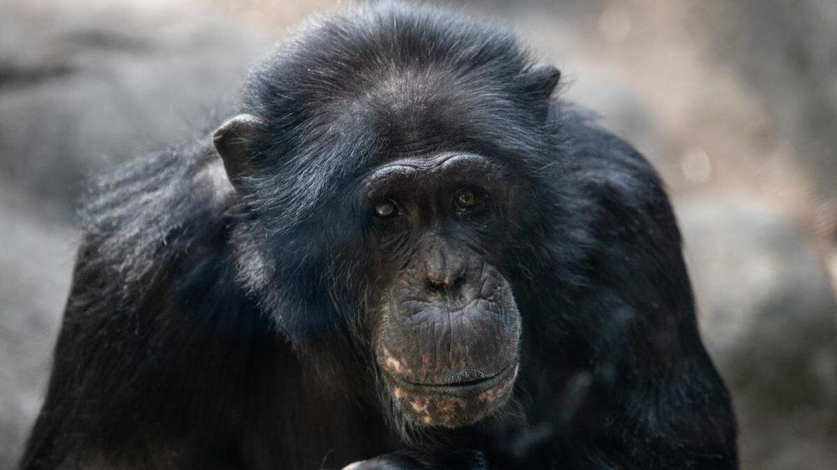 Mwelu, a 34-year-old chimpanzee at Zoo Knoxville, is recovering from groundbreaking spinal surgery, zoo officials said.