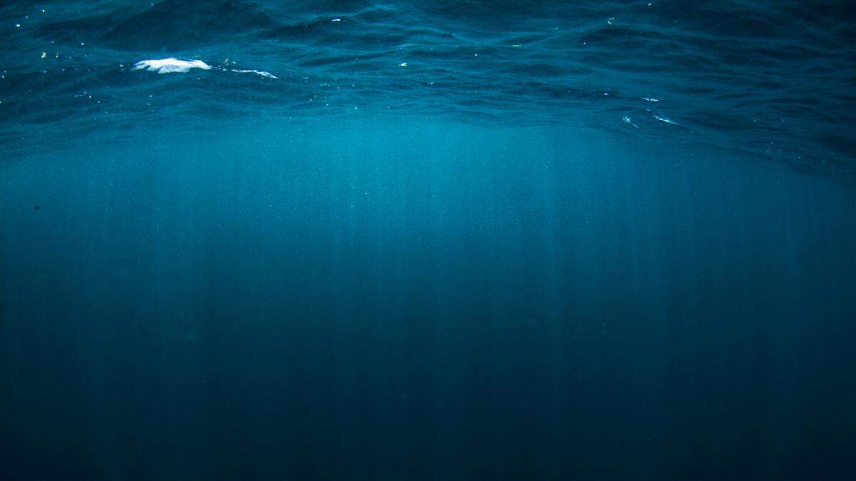 An “exciting sighting” of a sea creature occurred in California.