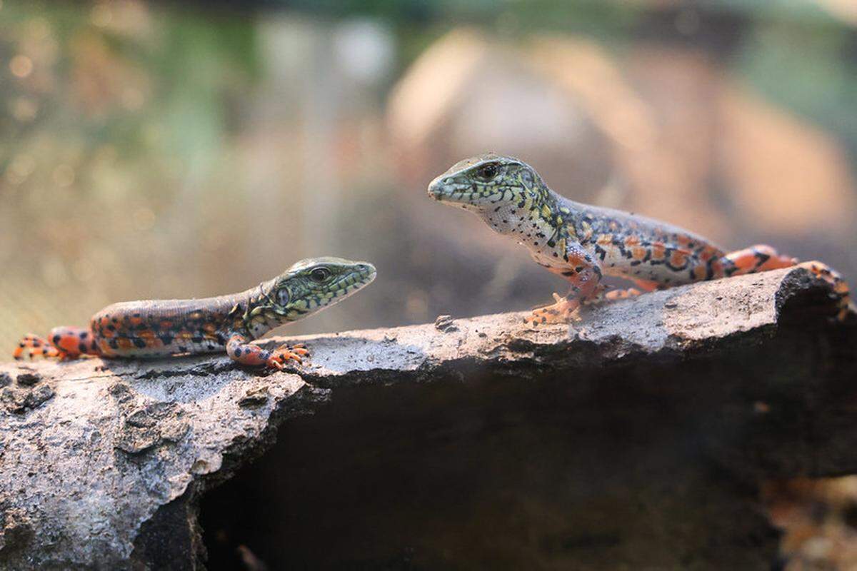 The crocodile tegus are known for their colorful appearance when they hatch.