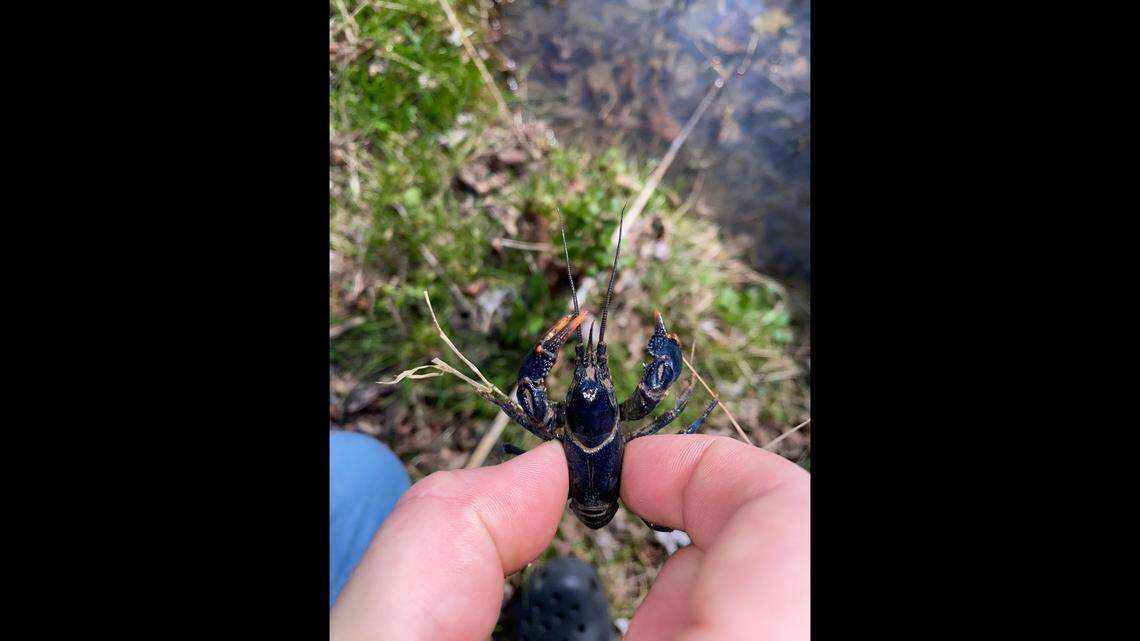 Calloway holds the first blue crayfish he and Mathes found that day that intrigued Tennessee researchers.