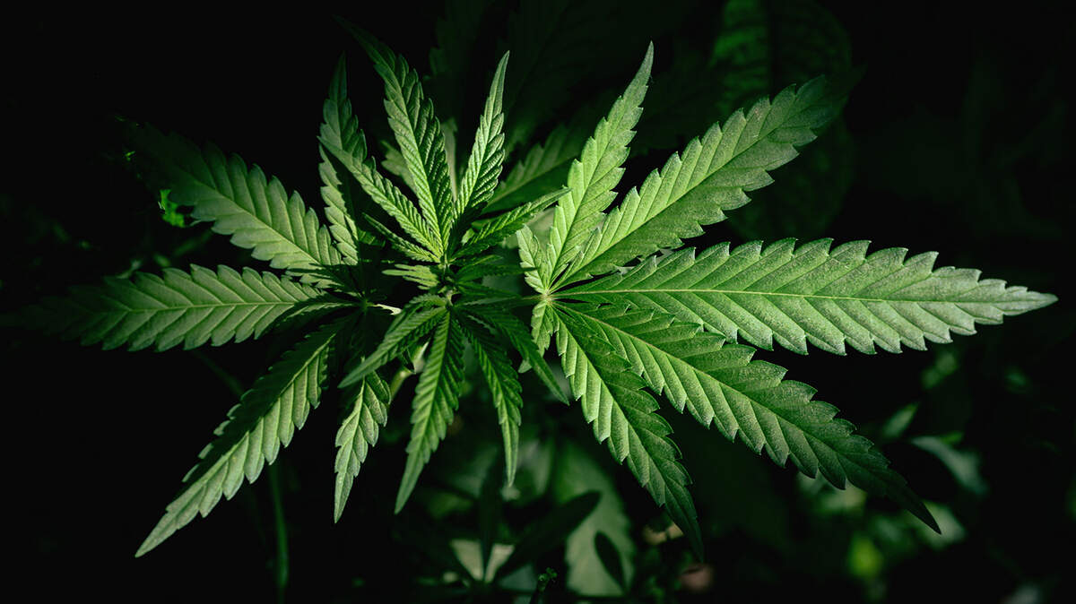 cannabis, marijuana plant
