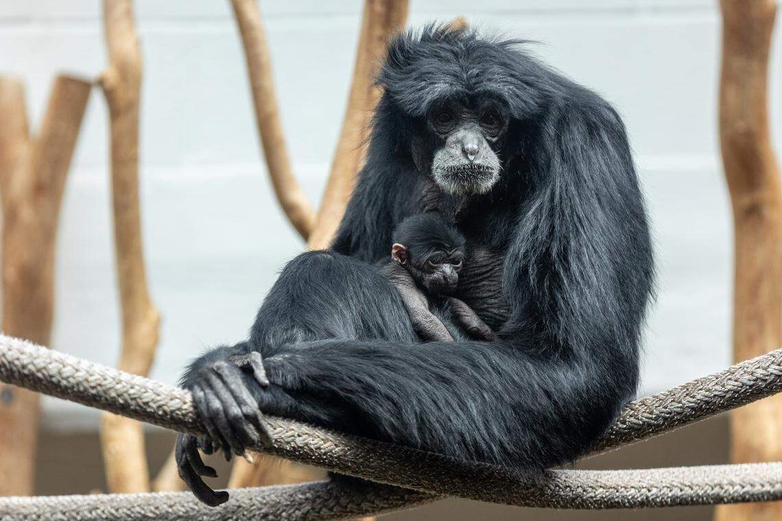 Malana, the siamang, holds her newborn. The baby was born March 15.