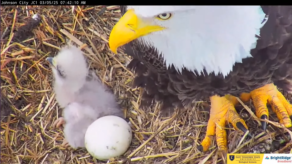 “Feisty” eaglet JC25 has had a big appetite since hatching and will grow quickly during the first few months of life, cam operator Sherry Wright said.