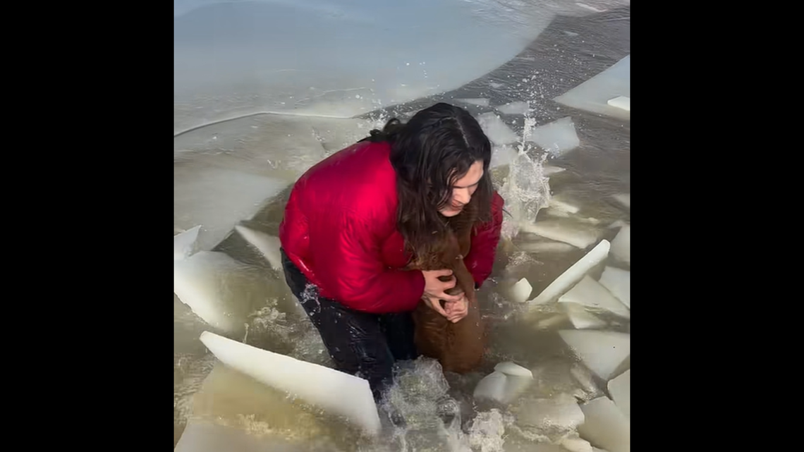 The rescuer dragged the young calf out of the freezing waters, a Tennessee video showed.