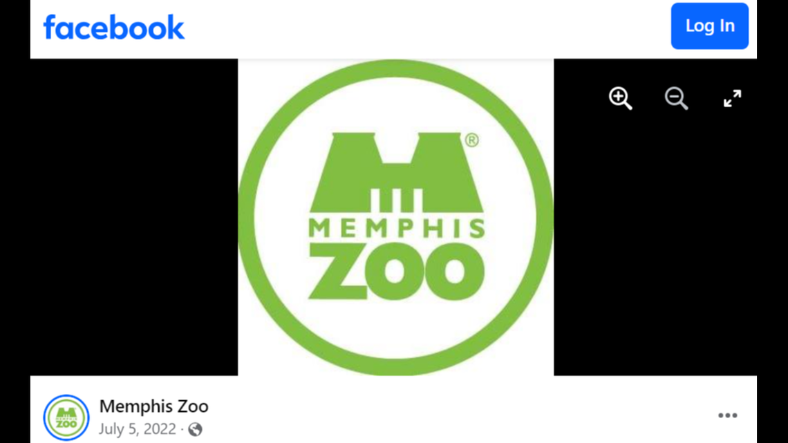 A reticulated giraffe named Fitz was born April 2 at the Memphis Zoo to mom Wendy and dad Niklas.