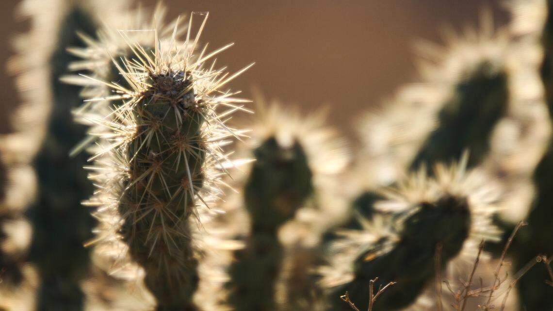 Human remains were found Sept. 9, 1982, near Kingman, Arizona. DNA testing just identified them as a missing gold hunter, deputies said.