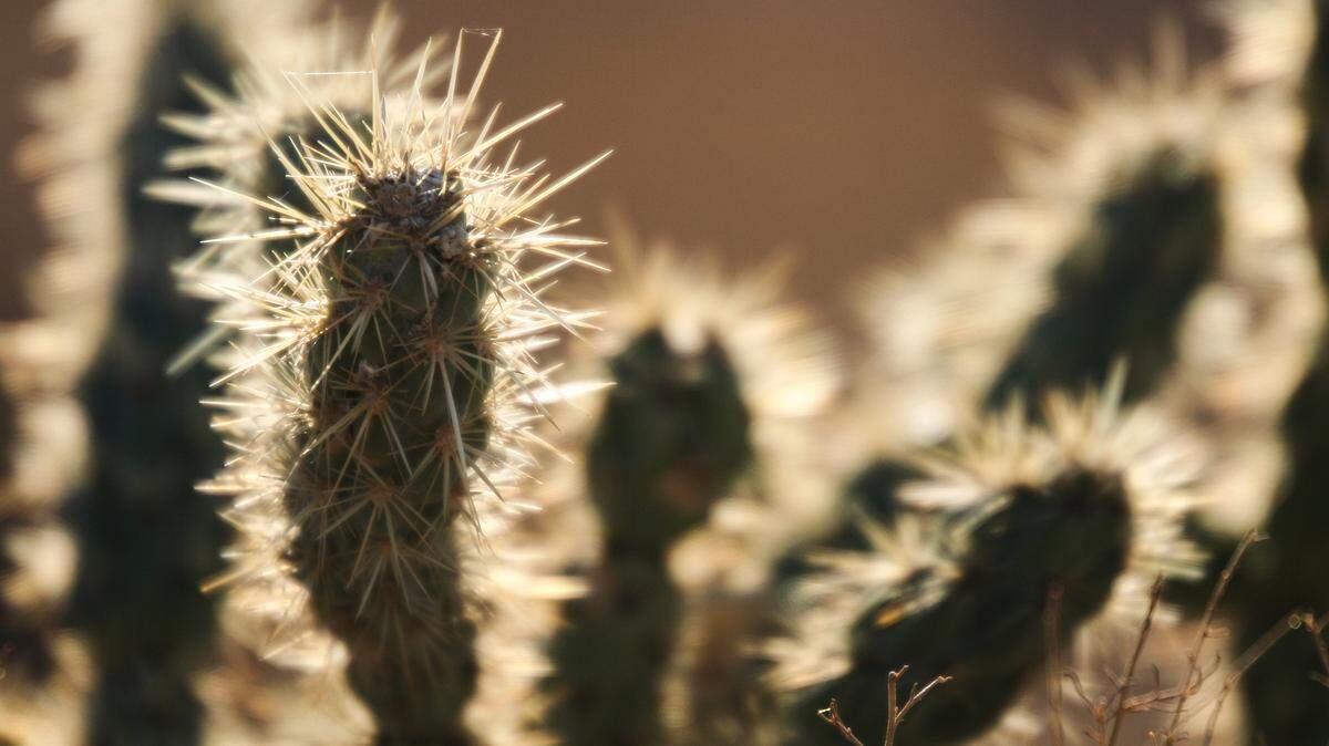 Human remains were found Sept. 9, 1982, near Kingman, Arizona. DNA testing just identified them as a missing gold hunter, deputies said.