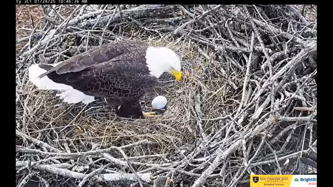 The eagles would sit on the egg and occasionally leave it alone in the day after Jolene laid it.