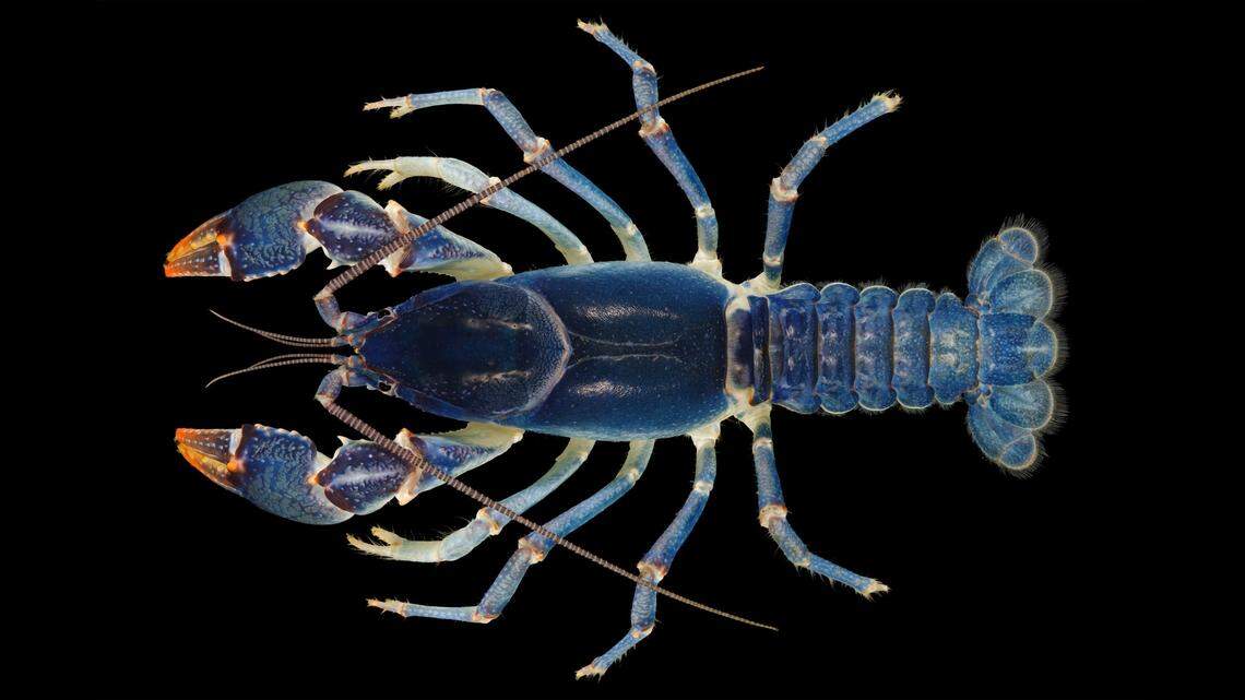 Two students at Tusculum University in Tennessee discovered a “unique looking” blue crayfish in a pond on campus, the university said. Researchers will analyze their DNA to determine if they’re a new species.