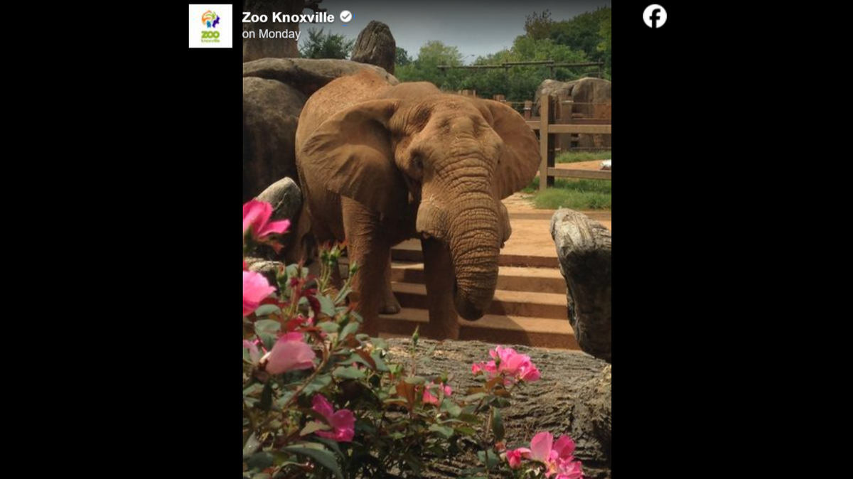Tonka, the largest male African elephant in the U.S., died at the age of 46 at Zoo Knoxville, his caregivers said.