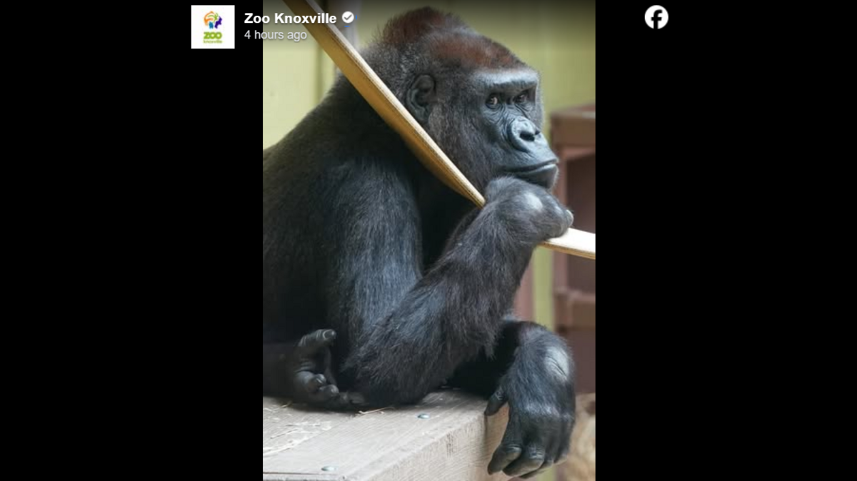 A 47-year-old western lowland gorilla died from complications related to heart disease, Zoo Knoxville announced.