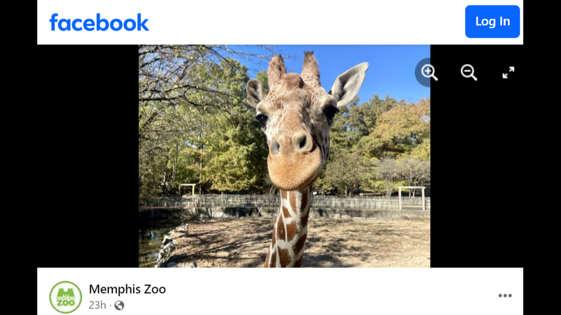 ‘Beloved’ giraffe mom who taught herd to flick water at visitors dies at Tennessee zoo