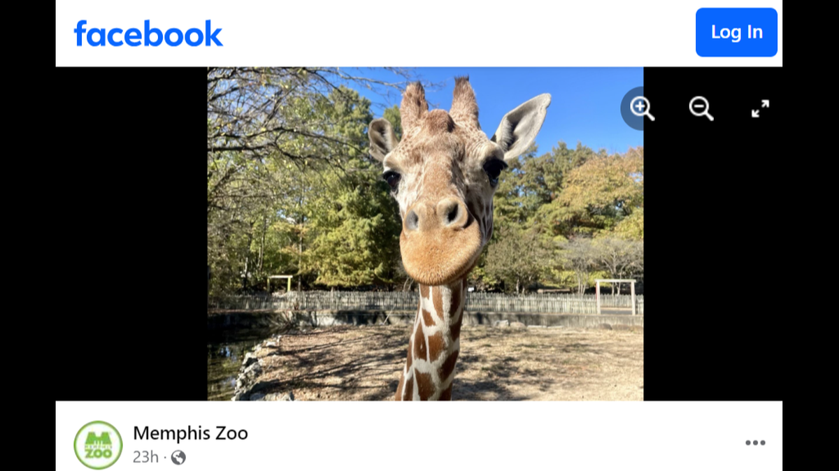 Angela Kate, a “beloved” giraffe whose birth made history at the Memphis Zoo, died after suffering a fall on exhibit.