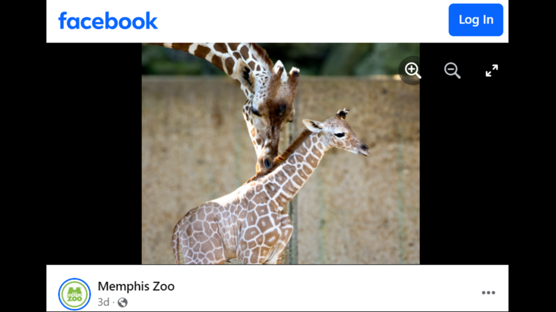 Fitz the reticulated giraffe has been well-loved by his “attentive” mom in the days following his birth, the Memphis Zoo said.