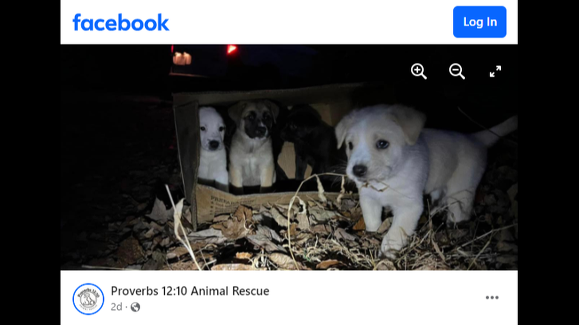 The puppies and their mother were since brought into a Tennessee animal shelter, according the organization’s Facebook post.