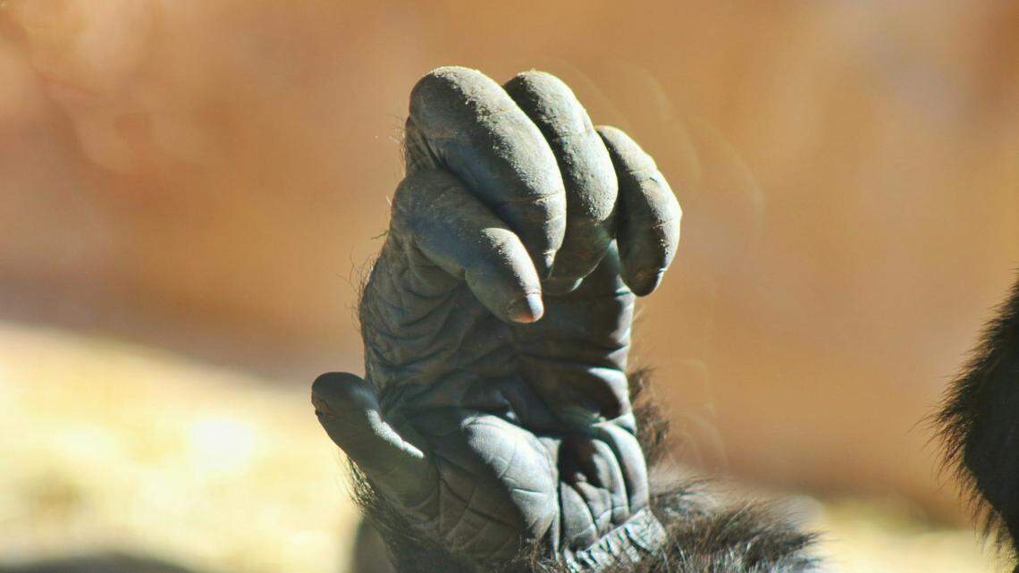 Keepers were surprised and delighted to find the new addition to the family.