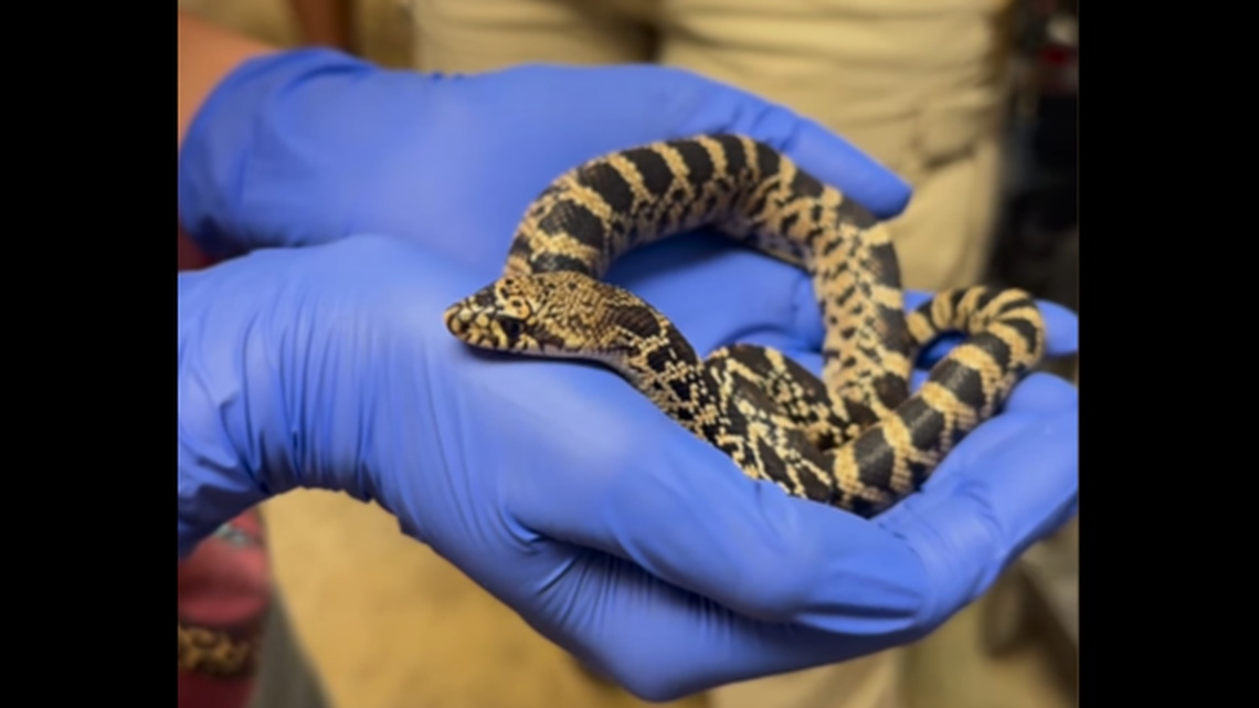 More than 100 rare Louisiana pine snakes hatched at the Memphis Zoo in 2024, and many will be released back into the wild, the zoo announced.