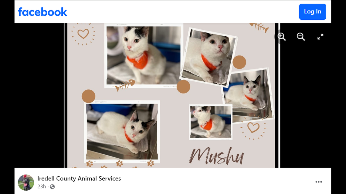 Despite his feline leukemia diagnosis and missing leg, a North Carolina shelter said the kitten has overcome many obstacles.