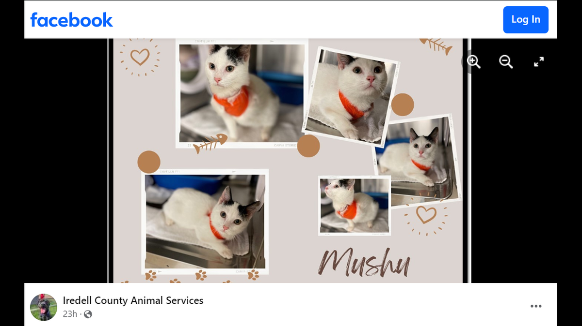Despite his feline leukemia diagnosis and missing leg, a North Carolina shelter said the kitten has overcome many obstacles.