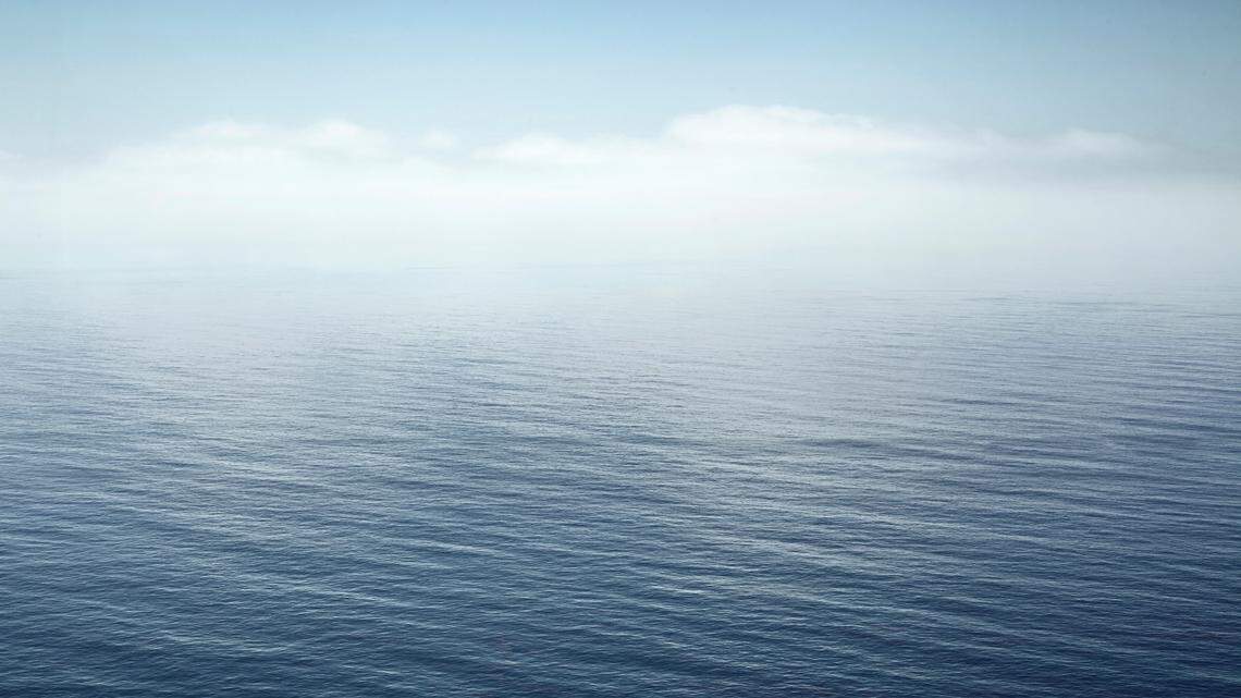 Researchers in Hawaii discovered four new species of sponge.