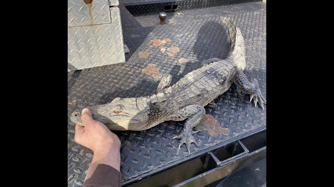 An angler caught a 3-4 foot alligator in a Tennessee lake outside the animal’s natural range, wildlife officers said. The gator is being held at a zoo temporarily.