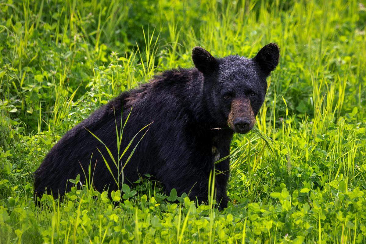 North Carolina residents could see increased black bear activity during hyperphagia, a time of extreme feeding that begins in late summer and stretches into fall, wildlife experts say.