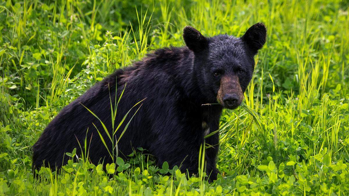 A yearling black bear (not the one pictured) broke into a home in eastern Tennessee and was killed by a homeowner, wildlife officials said.