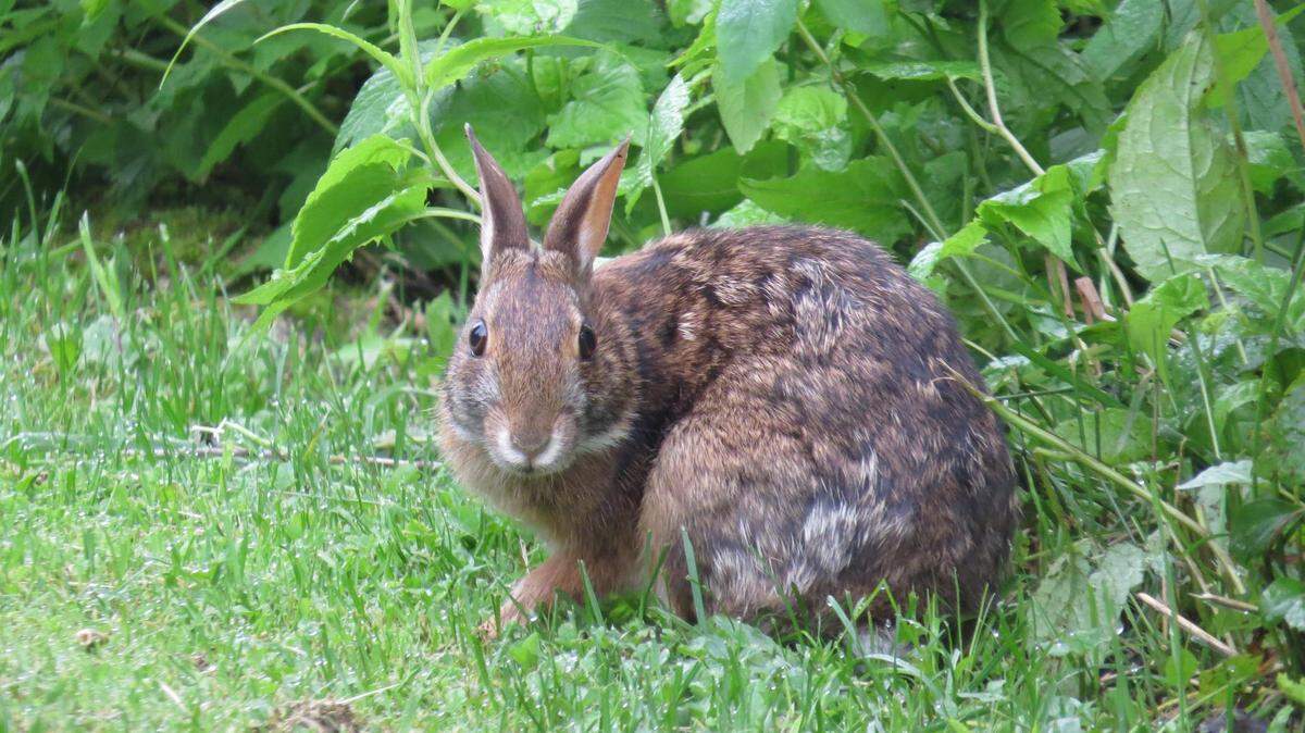 The species is very “elusive” because of its isolated populations in the mountains and its striking similarities to the Eastern cottontail rabbit, according to North Carolina wildlife officials.