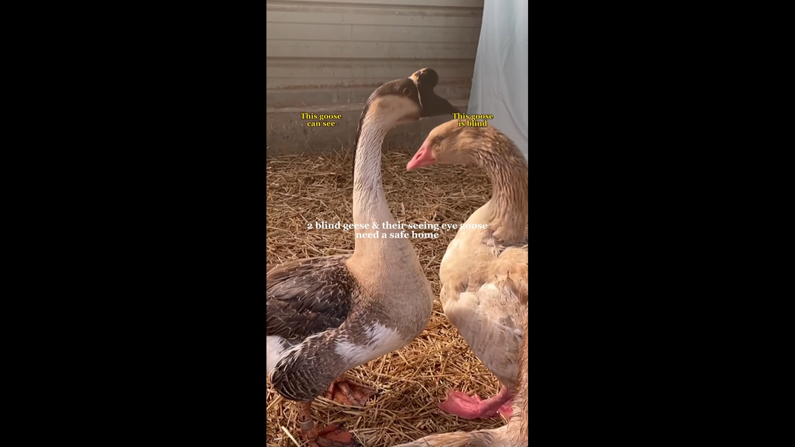 Two of the three geese who are up for adoption in North Carolina.