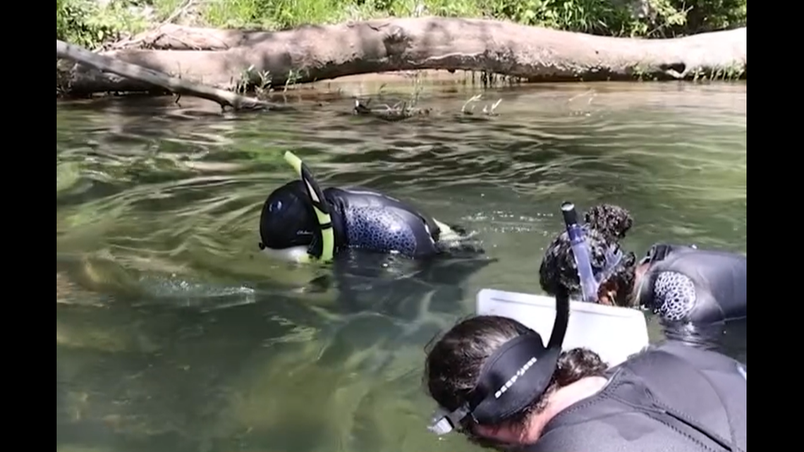 A team of conservationists hopped in a Tennessee river to release 17 endangered hellbenders back into the wild.