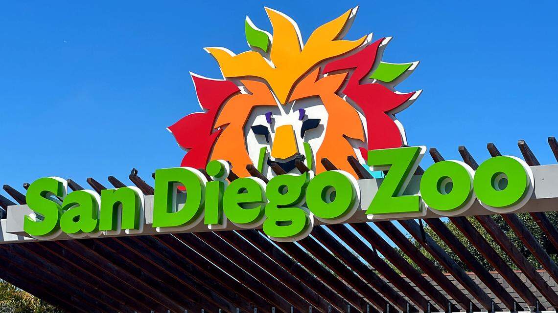 Hamadryas baboons are found in the wild in large numbers in Ethiopia, Somalia, Saudi Arabia and Yemen, the zoo said. They live in troops of several hundred baboons.