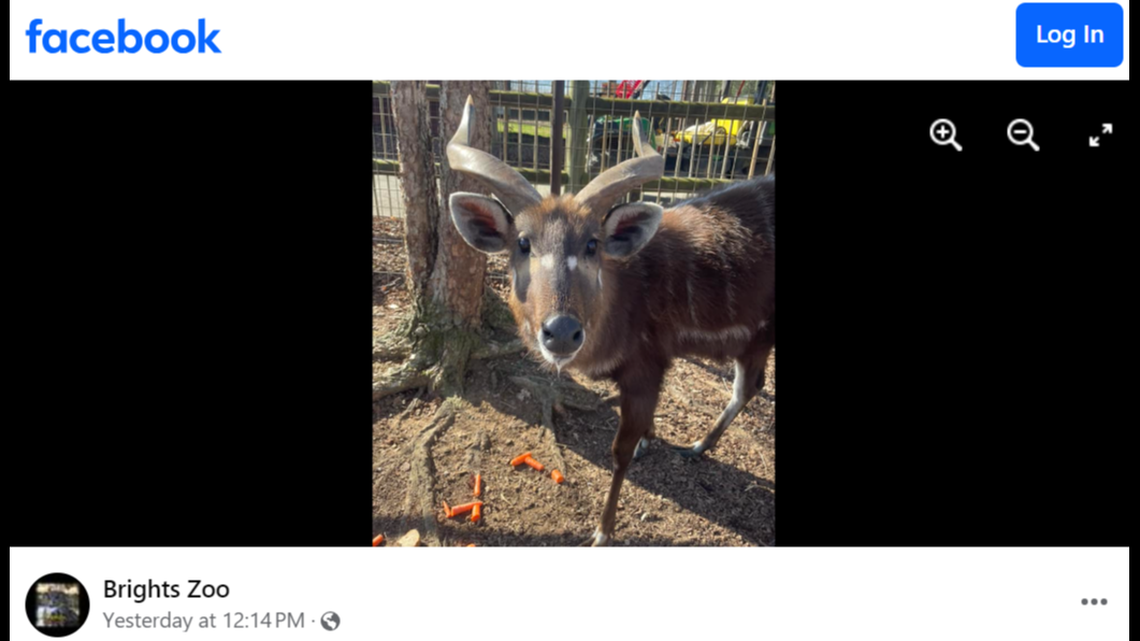 A sitatunga at Brights Zoo choked on a snack package brought in by a patron and died, the Tennessee zoo said.