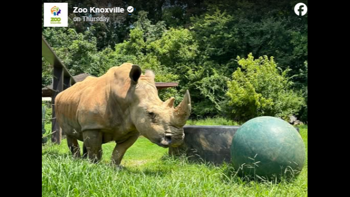 Dolly the Southern white rhino had to be euthanized due to medical issues at the Tennessee zoo where she had lived since 1976.