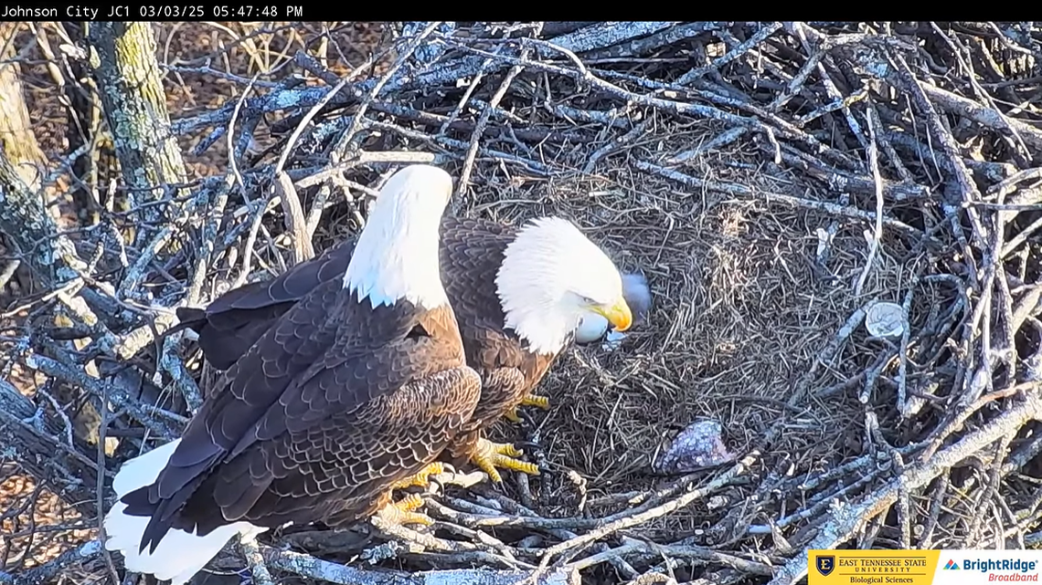 Bald eagle mating pair Jolene and Boone welcomed their first chick of the season on March 3 in eastern Tennessee.